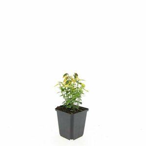 Euonymus fortunei 'Emerald 'n Gold' - afbeelding 16