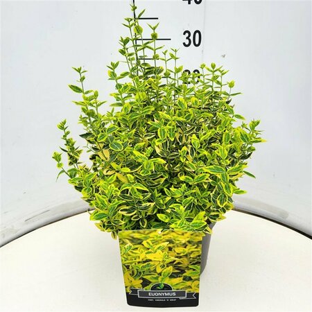 Euonymus fortunei 'Emerald 'n Gold' - afbeelding 5