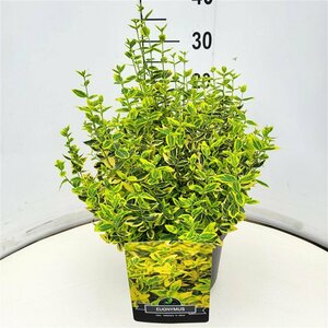 Euonymus fortunei 'Emerald 'n Gold' - afbeelding 5