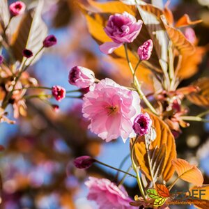 Prunus serrulata 'Kanzan' ST. 180 12-14 C. 
