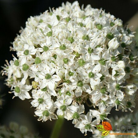 Allium nigrum P9