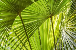 Trachycarpus fortunei ST. 120 C.