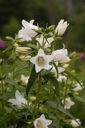 Campanula latifolia 'Alba' P9 - afbeelding 2