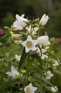 Campanula latifolia 'Alba' P9 - afbeelding 2
