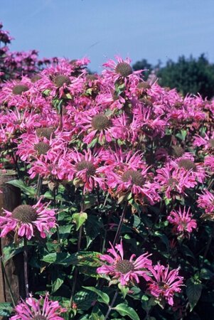 Monarda 'Marshall's Delight' P9 - afbeelding 1