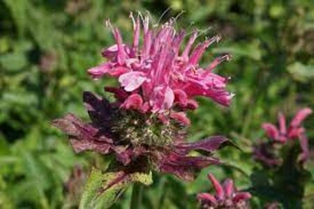 Monarda 'Marshall's Delight' P9 - afbeelding 2