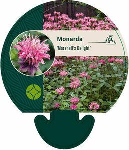 Monarda 'Marshall's Delight' P9