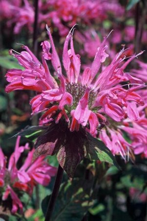 Monarda 'Marshall's Delight' P9 - afbeelding 4