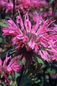 Monarda 'Marshall's Delight' P9 - afbeelding 4