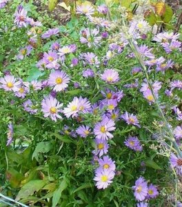 Aster 'Bart's Blue Beauty' P9