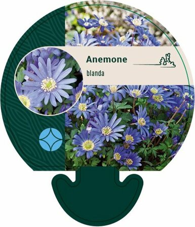 Anemone blanda P9 - afbeelding 1
