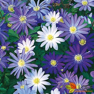 Anemone blanda P9 - afbeelding 2
