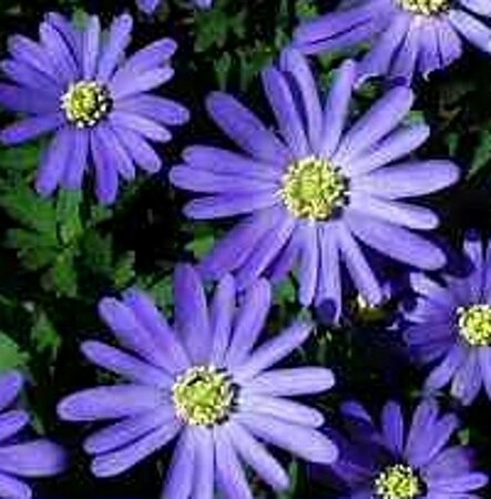 Anemone blanda P9 - afbeelding 3