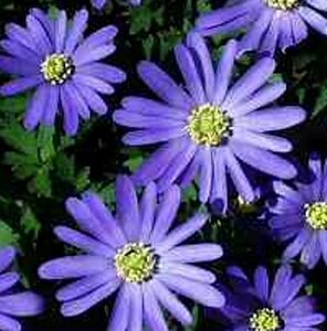 Anemone blanda P9 - afbeelding 3