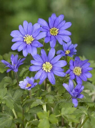 Anemone blanda P9 - afbeelding 4