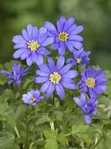 Anemone blanda P9 - afbeelding 4