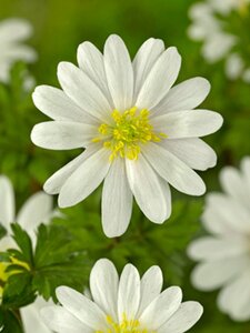 Anemone blanda 'White Splendour' P9 - afbeelding 2