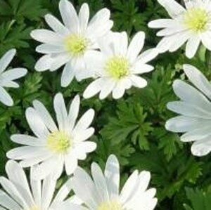 Anemone blanda 'White Splendour' P9