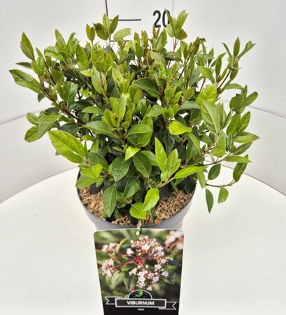 Viburnum tinus - afbeelding 5