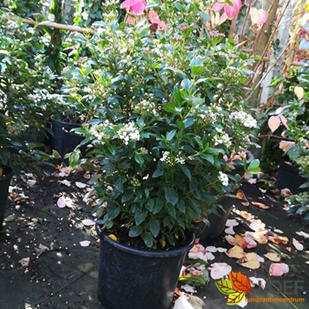 Viburnum tinus - afbeelding 7