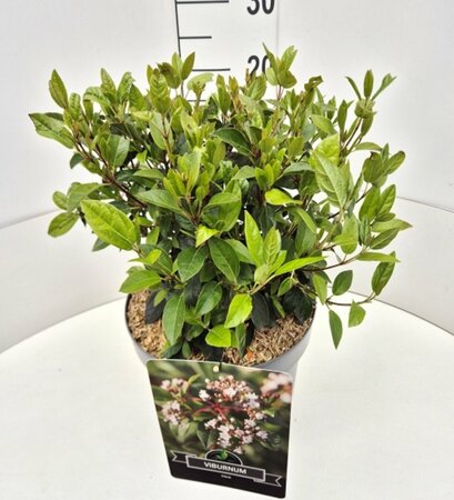 Viburnum tinus - afbeelding 4