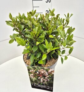Viburnum tinus - afbeelding 4