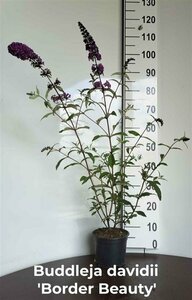 Buddleja davidii 'Border Beauty' - afbeelding 2