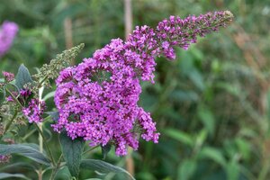 Buddleja davidii 'Border Beauty' C7.5