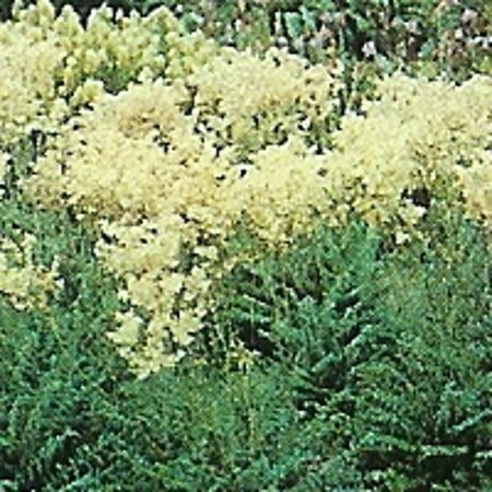 Filipendula vulgaris P9 - afbeelding 2