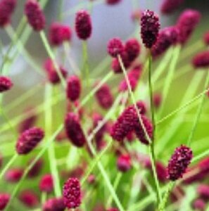Sanguisorba officinalis 'Red Thunder' P9 - afbeelding 2