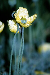 Papaver nudicaule P9 - afbeelding 3
