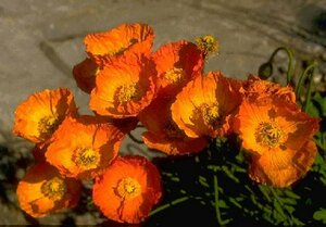 Papaver nudicaule P9