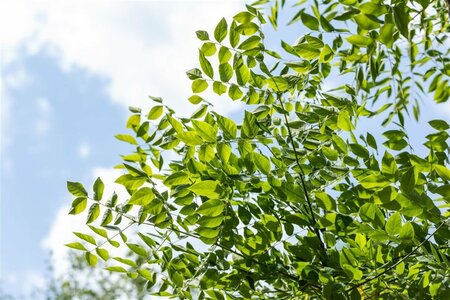 Gymnocladus dioica 12-14 C. HO.