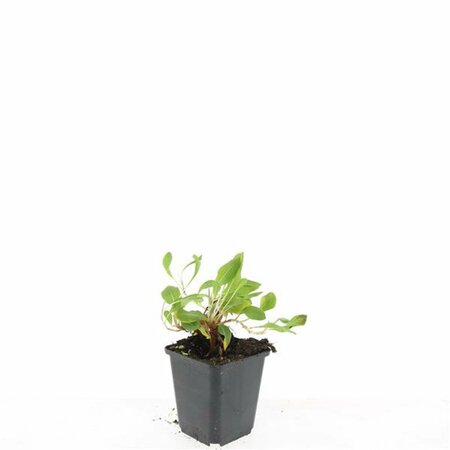 Persicaria affinis 'Darjeeling Red' C2 - afbeelding 5