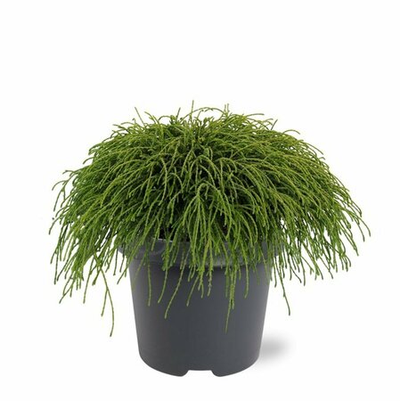 Chamaecyparis p. 'Filifera Nana' - afbeelding 1
