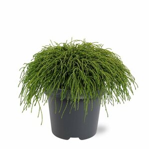 Chamaecyparis p. 'Filifera Nana' 20/25 C.