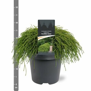 Chamaecyparis p. 'Filifera Nana' - afbeelding 2