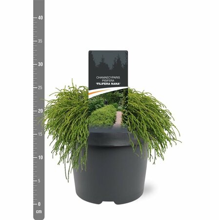 Chamaecyparis p. 'Filifera Nana' - afbeelding 7