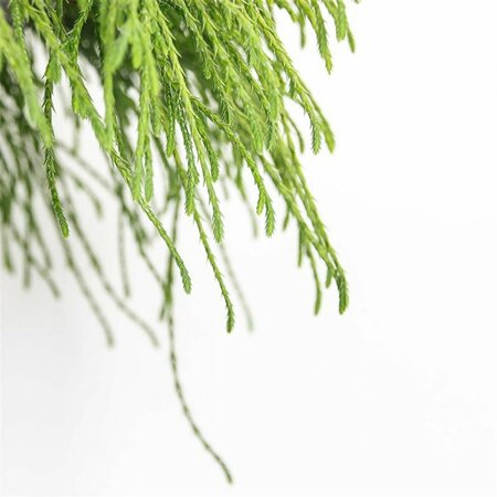 Chamaecyparis p. 'Filifera Nana' - afbeelding 3