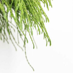 Chamaecyparis p. 'Filifera Nana' - afbeelding 3