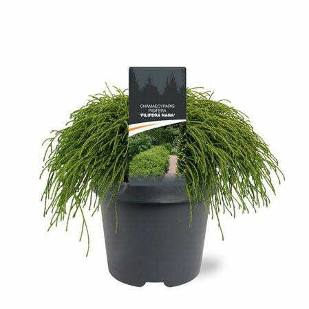 Chamaecyparis p. 'Filifera Nana' - afbeelding 4