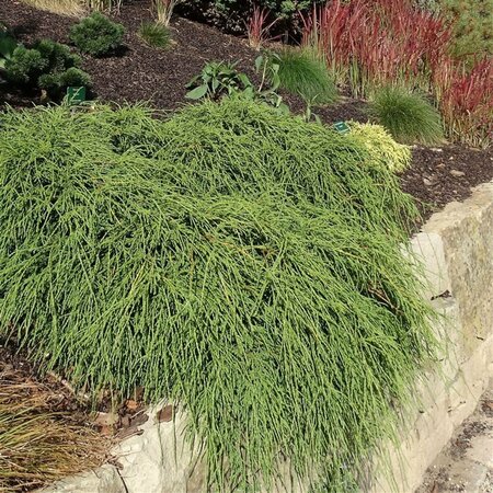 Chamaecyparis p. 'Filifera Nana' - afbeelding 5