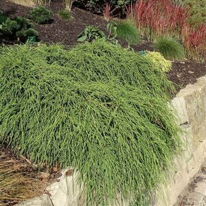 Chamaecyparis p. 'Filifera Nana' - afbeelding 5
