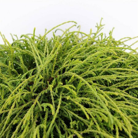 Chamaecyparis p. 'Filifera Nana' - afbeelding 6
