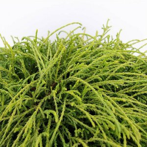 Chamaecyparis p. 'Filifera Nana' - afbeelding 6