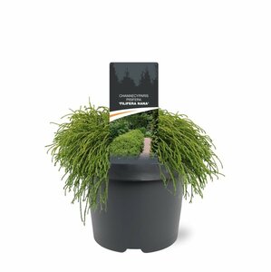 Chamaecyparis p. 'Filifera Nana' - afbeelding 8