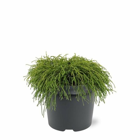 Chamaecyparis p. 'Filifera Nana' - afbeelding 9