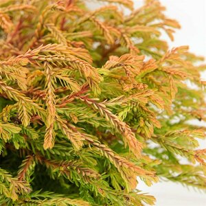 Thuja occ. 'Golden Tuffet' 25/30 C.