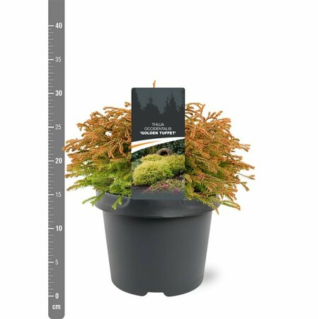 Thuja occ. 'Golden Tuffet' - afbeelding 3