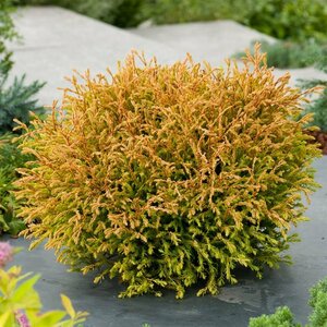 Thuja occ. 'Golden Tuffet' - afbeelding 4